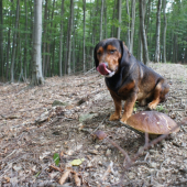 ...kto našiel včera najväčší dubák??? Samozrejme, že pán Kazanko:-)!