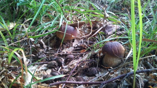 ...v mojej záhradke...:-)!