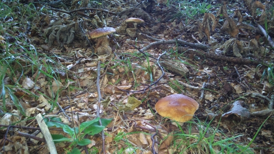 ...a moja záhradka ešte raz:-)!