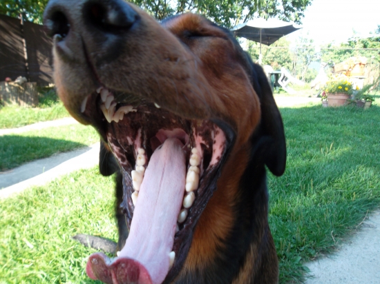 ...Kazanko ukáž zúbky...taaak si dobrý, ukázal:-)!