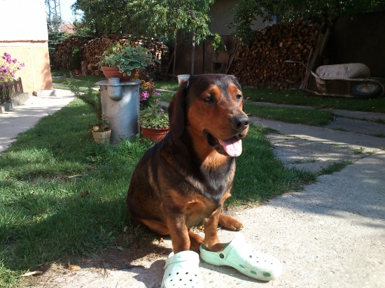 ...Kazan mi stále bral papuče....tak som mu ich 