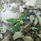 ...na toto by diviak povedal 