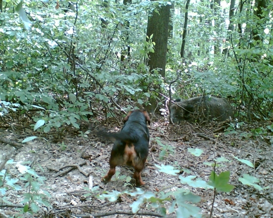 Hero v kontakte s Miškom...:-)!