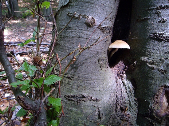 ...hlavne nenápadne...:-)!