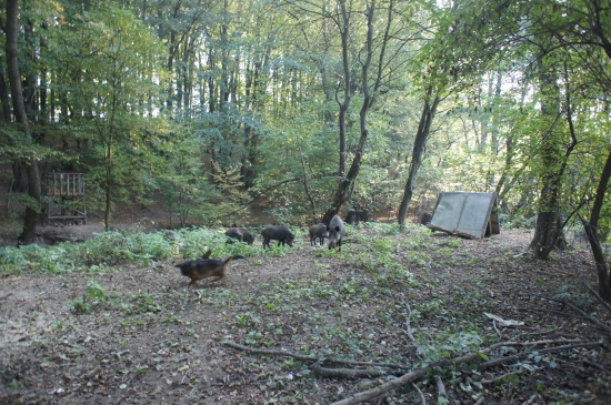 ...pomooooc, to je presilaaa:-)!!!