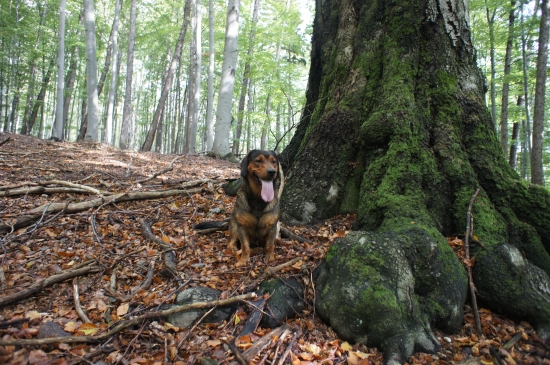 ...chalanisko vysmiaty...:-)!