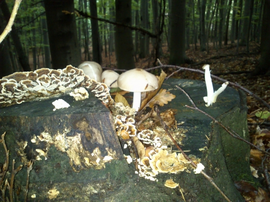 ...dobrých hríbov sa všade veľa zmestí...:-)!