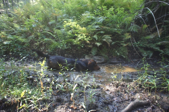 ...jedna letná - kúpacia...:-)!