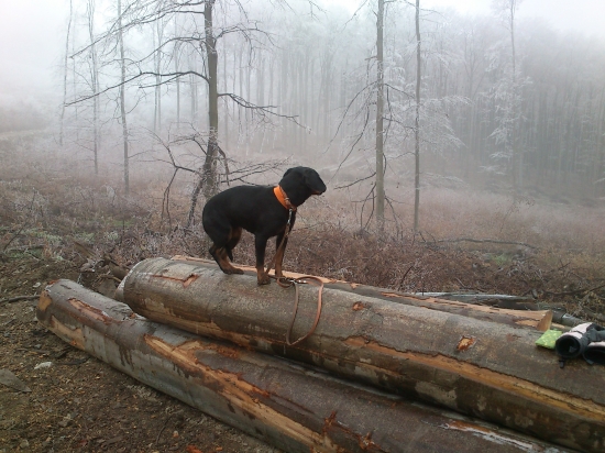 ...Adynka pozerá v diaľ...:-)!