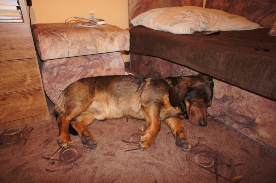 ...unavený a zničený...:-(