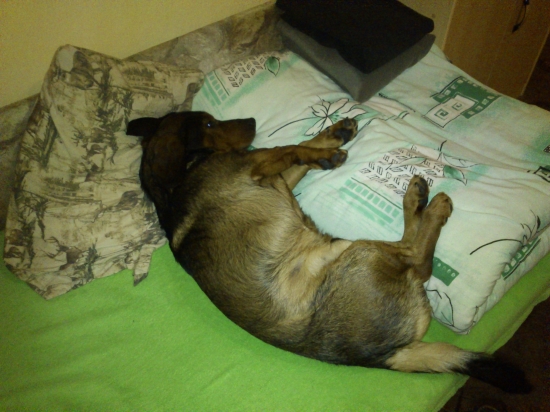 ...ťažký život poľovného psa...alebo votrelec v mojej posteli...:-)))!