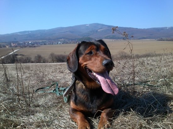 ...taký obyčajný daxlík...:-)!