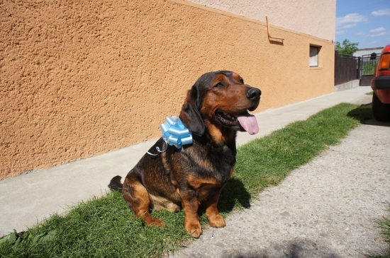 ...modrá mu skrátka sekne:-)!