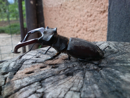 ...návšteva na dvore:-)!