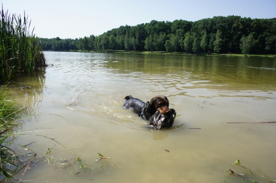 ...ako daxlík kačičku z vody nosil...:-)!