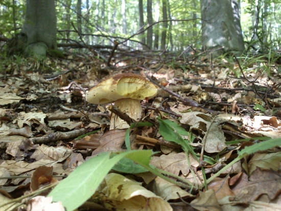 ...môj prvý v tomto roku...