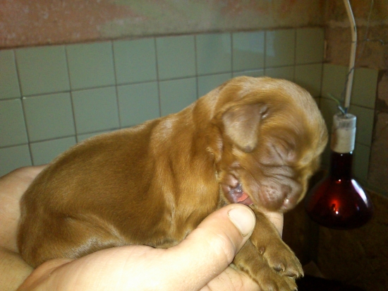 ...malinký írsky s(v)etrík...:-)!