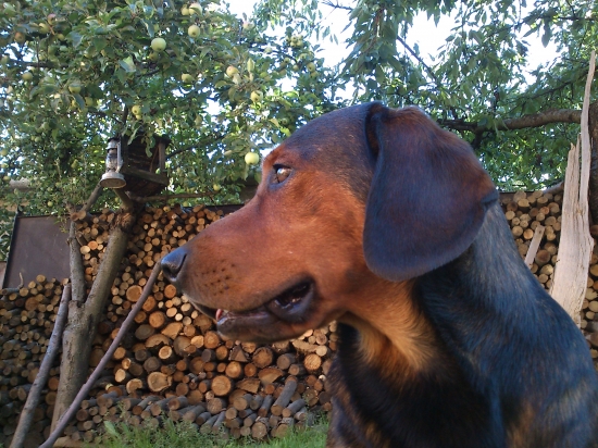 ...hmmm, čo by som tak vyparatil?