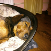 ...oči sa ti zatvárajú, viečka ti oťažievajú....:-)!