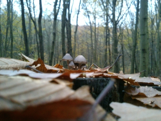 ...celkom, celkom maličké...:-)!