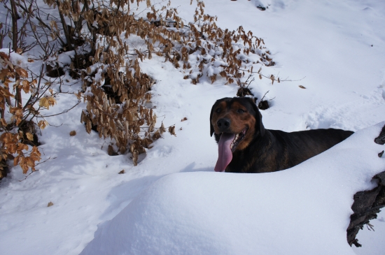 ...vo Veľkonočnom snehu...:-)!
