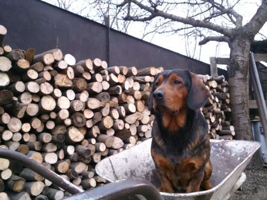 ...tak, drevo som navozil...zima môže prísť:-)))!