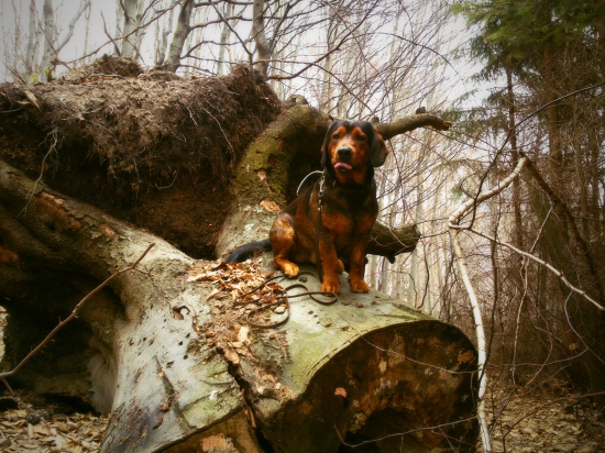...daxlík Kazan...:-)!