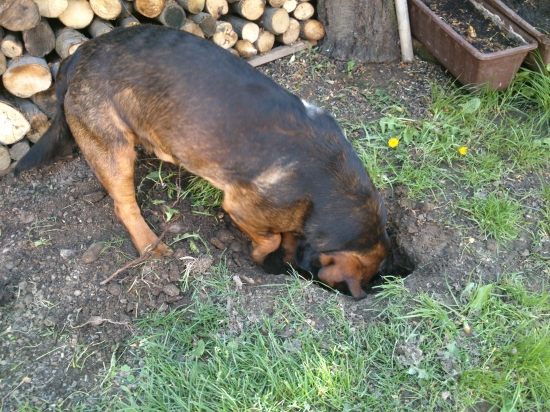 ...ja sa asi stanem brlohárom...:-)!