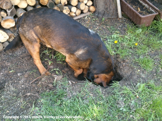 ...ja sa asi stanem brlohárom...:-)!
