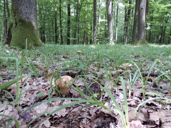 ...koľko ich tam je?...:-)