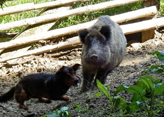 ...jazyk hodím pod oko a radšej zdrhám....:-)!
