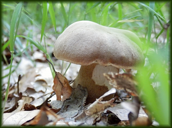 ...schovaný v tráve...:-)!