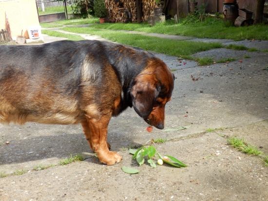 ...čerešničky, čerešne...:-)!