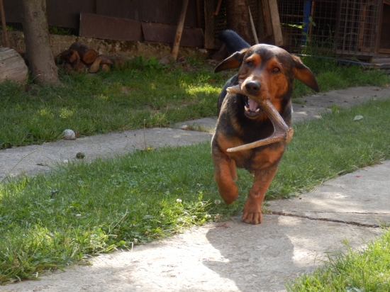 ...už si ho nesie...:-)!