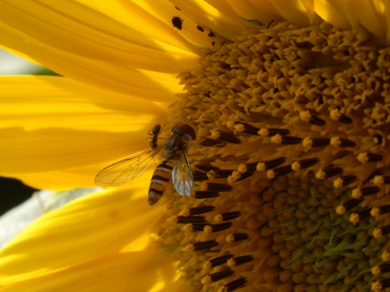 ...kto žije v slnečnici?...:-)