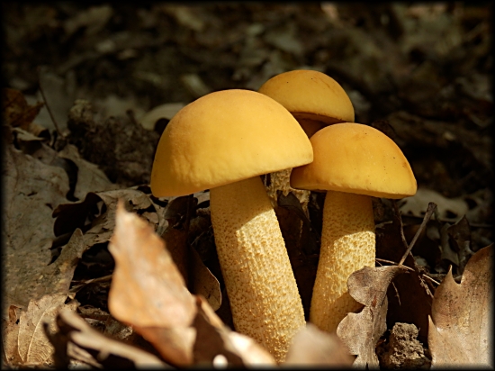 ...bračekovci...:-)!