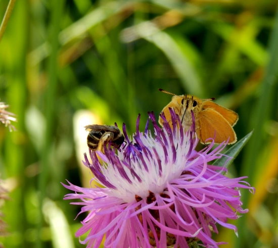 ...spoločné hodovanie...:-)!