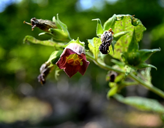 ...jedovatá krása...:-)!