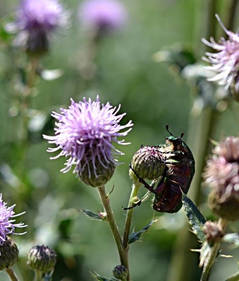 ...dúfam, že ma bodliačik udrží...:-)!