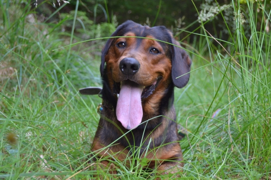 ...veselé  zvieratko...:-)!