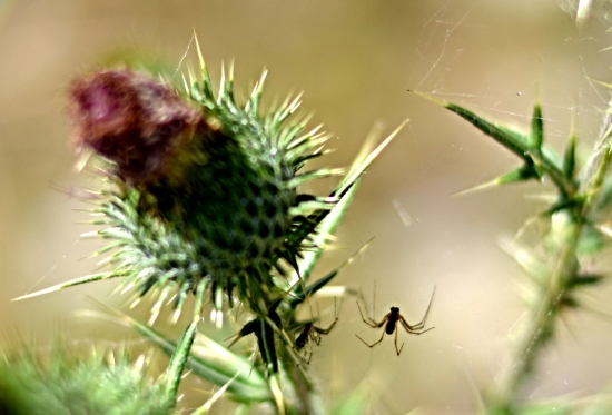 ...lovci na love:-)!