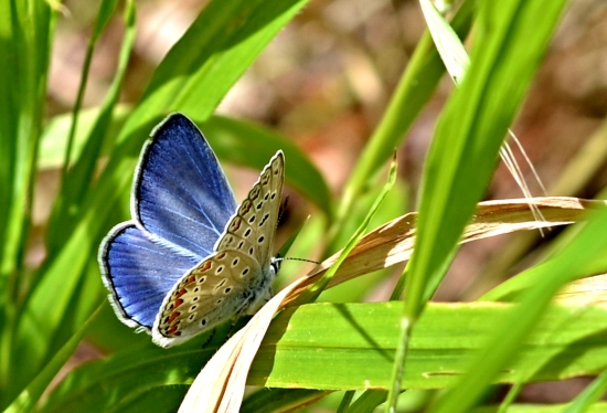 ...modrá krása...:-)!