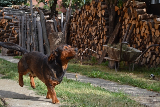 ...každý kúsok dreva sa musí upratať...:-)!