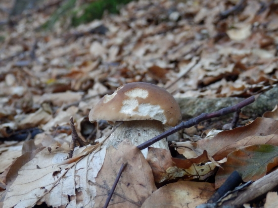 ...jesenné potešenie...:-)!