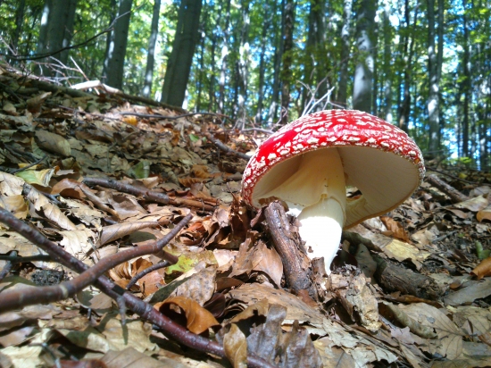 ...no nie je krásna...len zahryznúť...:-)!