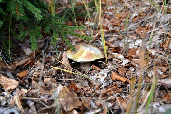 ...jupíííí...:-)!