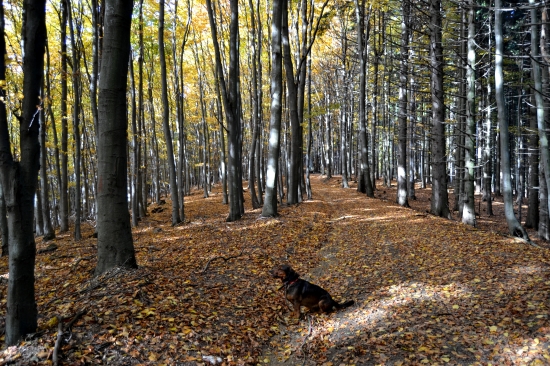 ...malý pes vo veľkej hore...:-)!