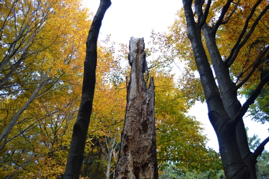 ...starý jaseň dožil...
