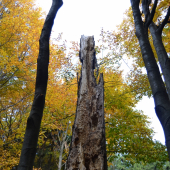 ...starý jaseň dožil...