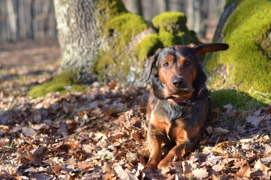 ...a ide sa vľavoooo....:-)!